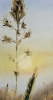 Golden Stillness