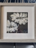 Black and white flowers