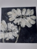 Black and white flowers