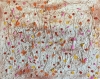 WILD FLOWERS IMPRESSION IN PROVENCE
