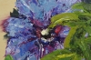 Blue Clematis