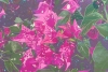 Bougainvillea Blush