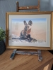 Painted Jackal