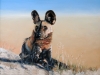Painted Jackal