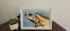 Colourful Iguana