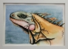 Colourful Iguana