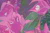 Bougainvillea Blush