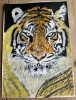 Portrait of Frosty the Tiger 