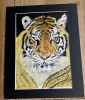 Portrait of Frosty the Tiger 