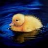 A Ducklings Reflection