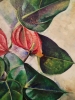 Flamingo flowers 