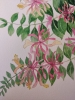 Honeysuckle in watercolour 