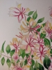 Honeysuckle in watercolour 