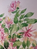 Honeysuckle in watercolour 