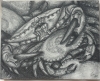 Crabs