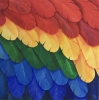 The Macaw