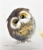 Wonderland Owlet