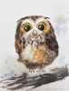 Amber-Eyed Owlet