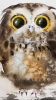 Amber-Eyed Owlet