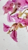 Bougainvillea Dream
