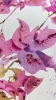 Bougainvillea Dream