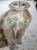 Scottish Fold Cat Original Watercolor – Hand-Painted Pet Portrait
