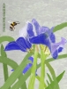 Blue Iris Hanzi