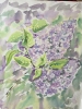 'Lilac'