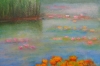 Lily Pond