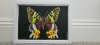Madagascar Sunset Moth
