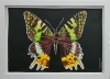 Madagascar Sunset Moth