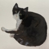 Two black cats framed