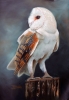 Barn Owl