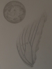 Moon and Wing