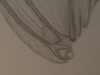 Moon and Wing