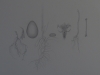Roots, Egg, Bones.
