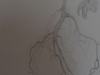 Roots, Egg, Bones.