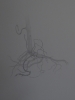 Root.