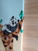 Pandas