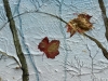 Autumn Bee #0825