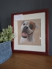 Staffy pup