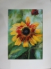 Sunflower 2