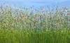 A Symphony Of Colour #2