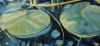 WATER LILIES IV
