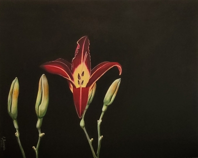 Lily flower