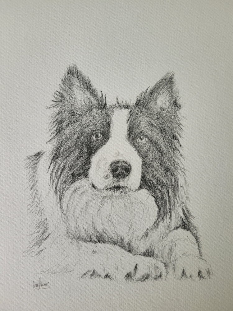 Border Collie