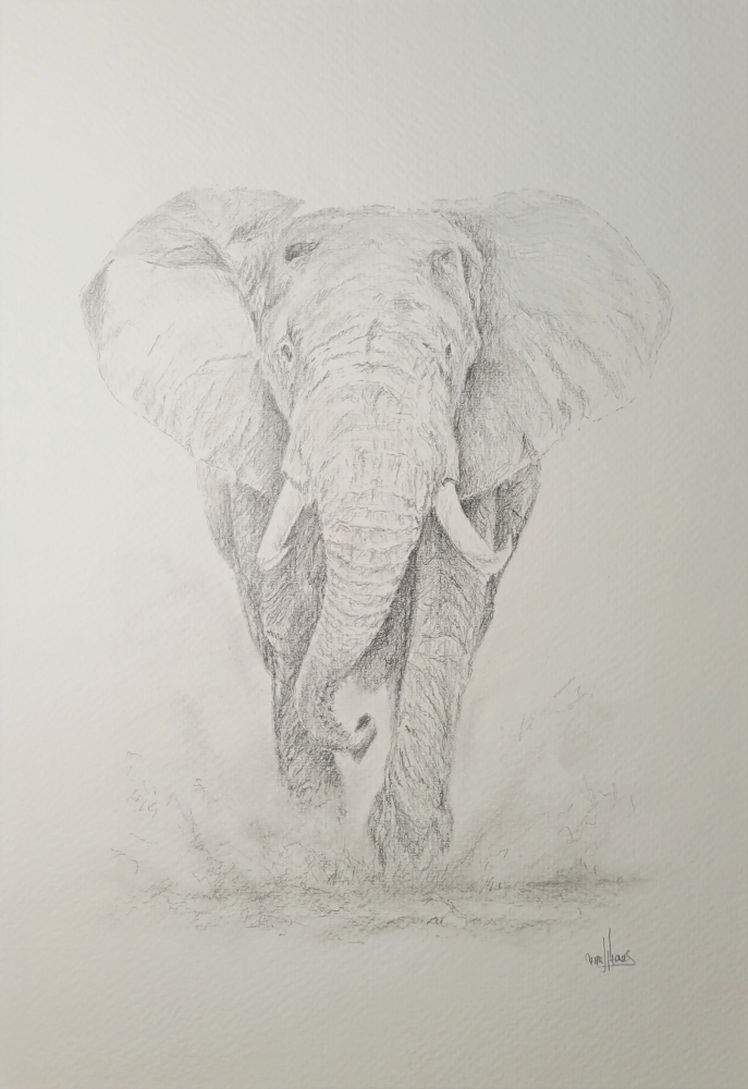 African Elephant