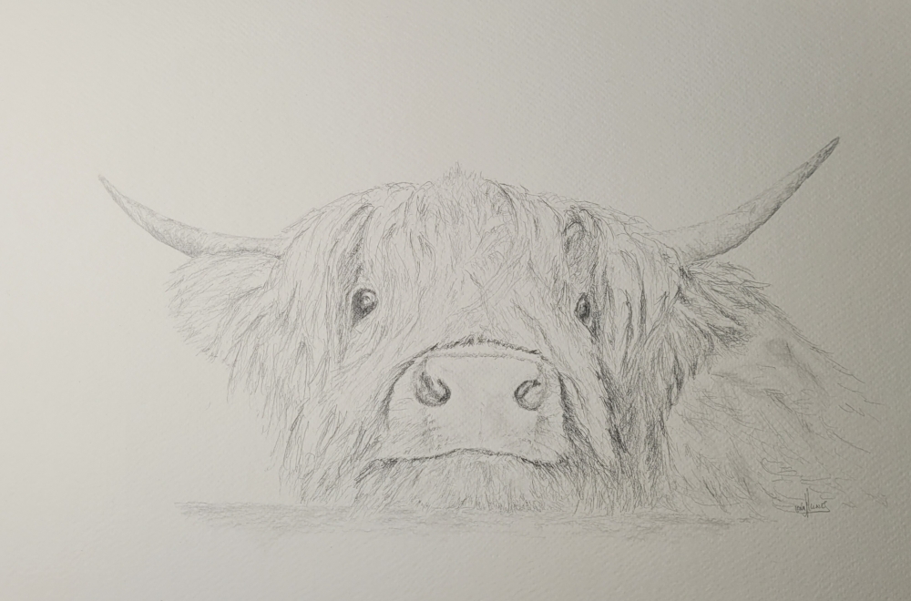 Curious Highland Cow