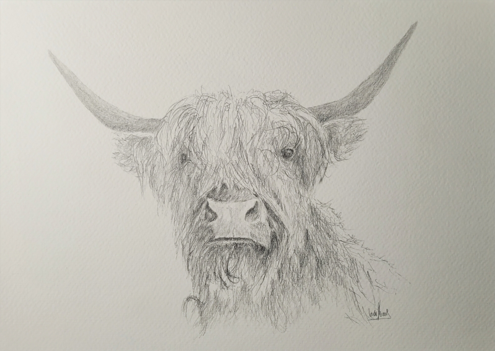 Highland Cow