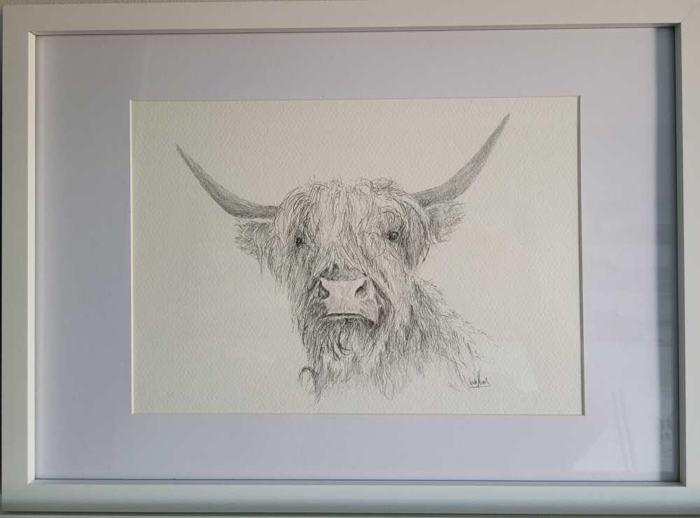 Highland Cow